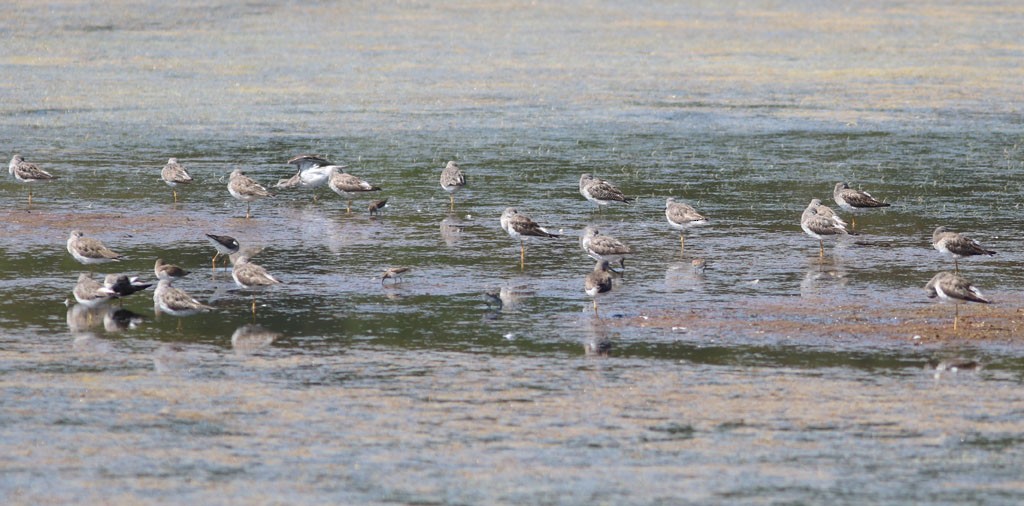 Greater Yellowlegs - ML616770299