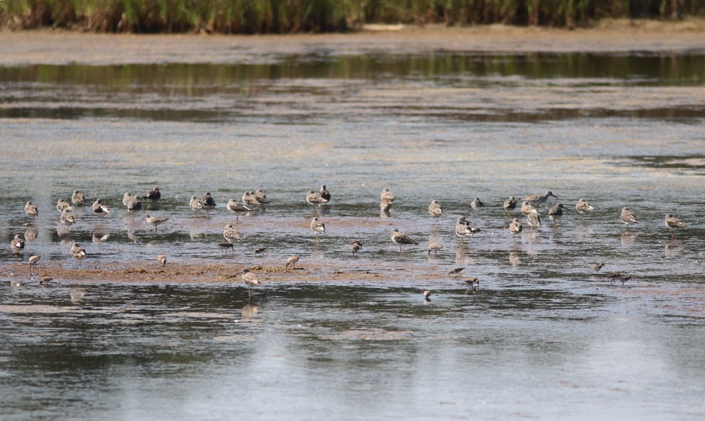 Greater Yellowlegs - ML616770301