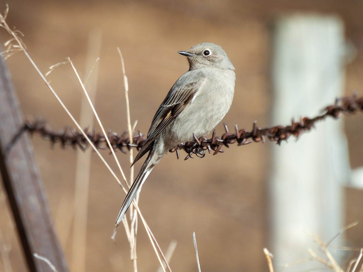 Townsend's Solitaire - ML616770311