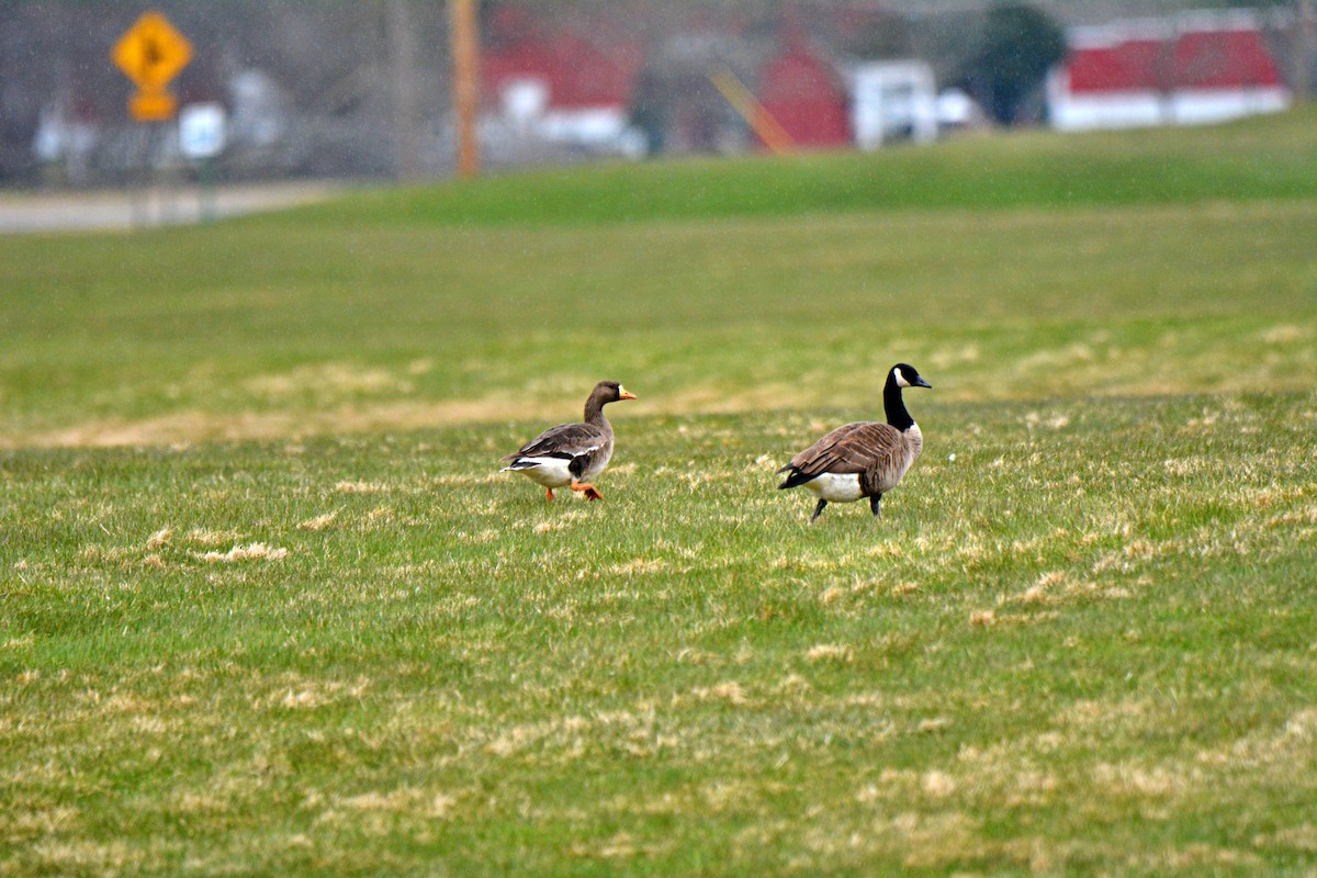 Greater White-fronted Goose - ML616770431