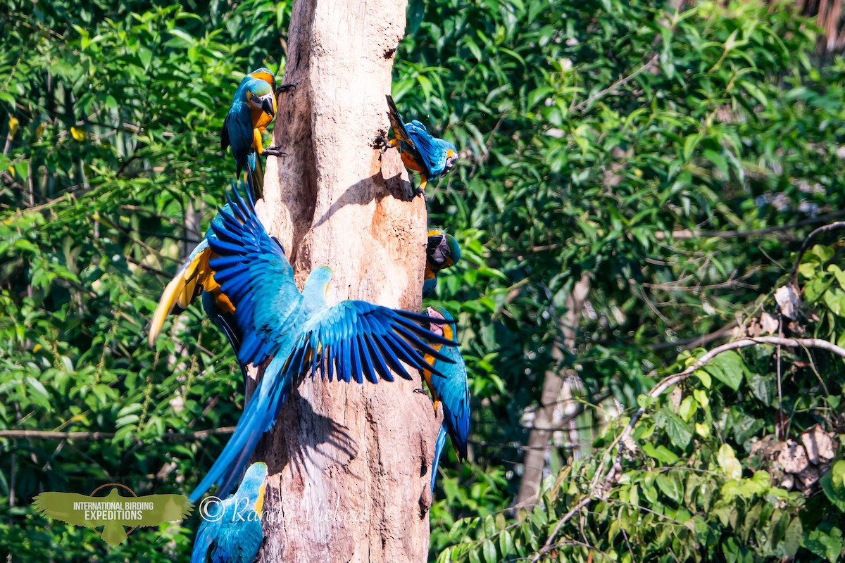 Blue-and-yellow Macaw - ML616770459