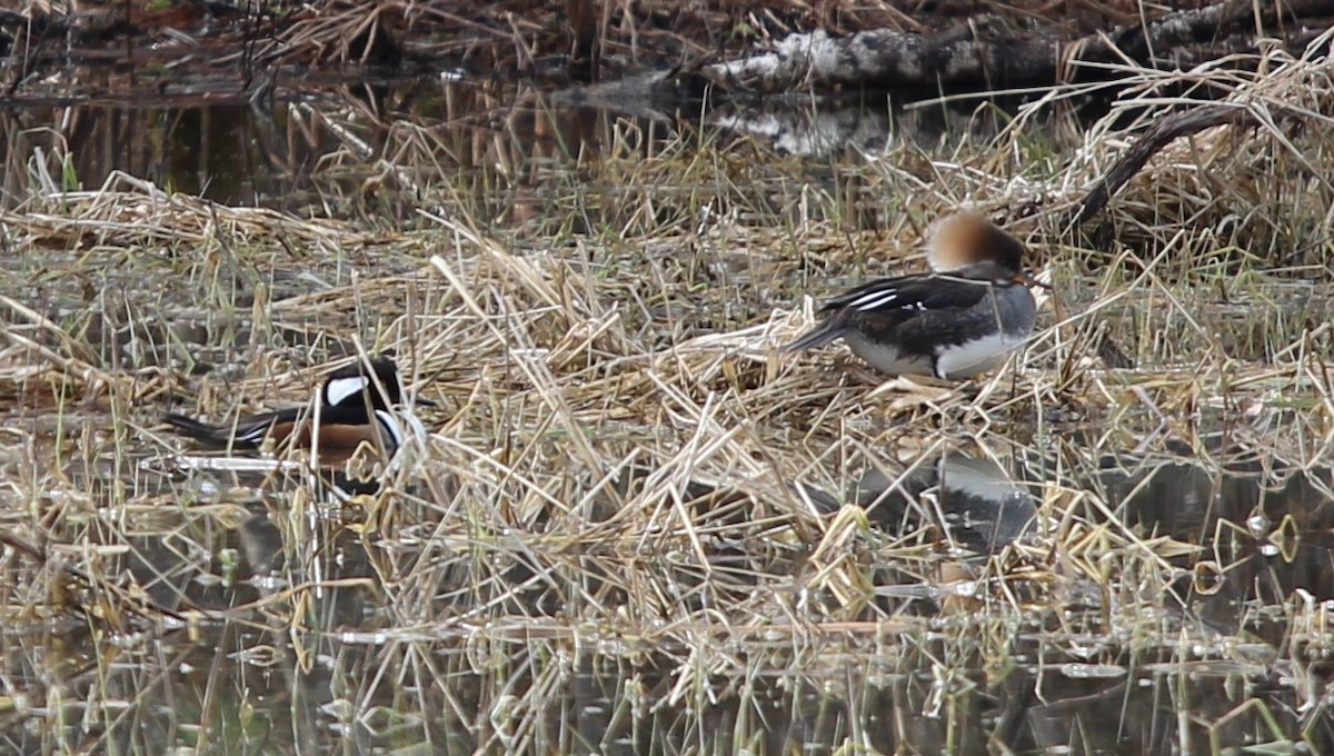 Hooded Merganser - ML616770472