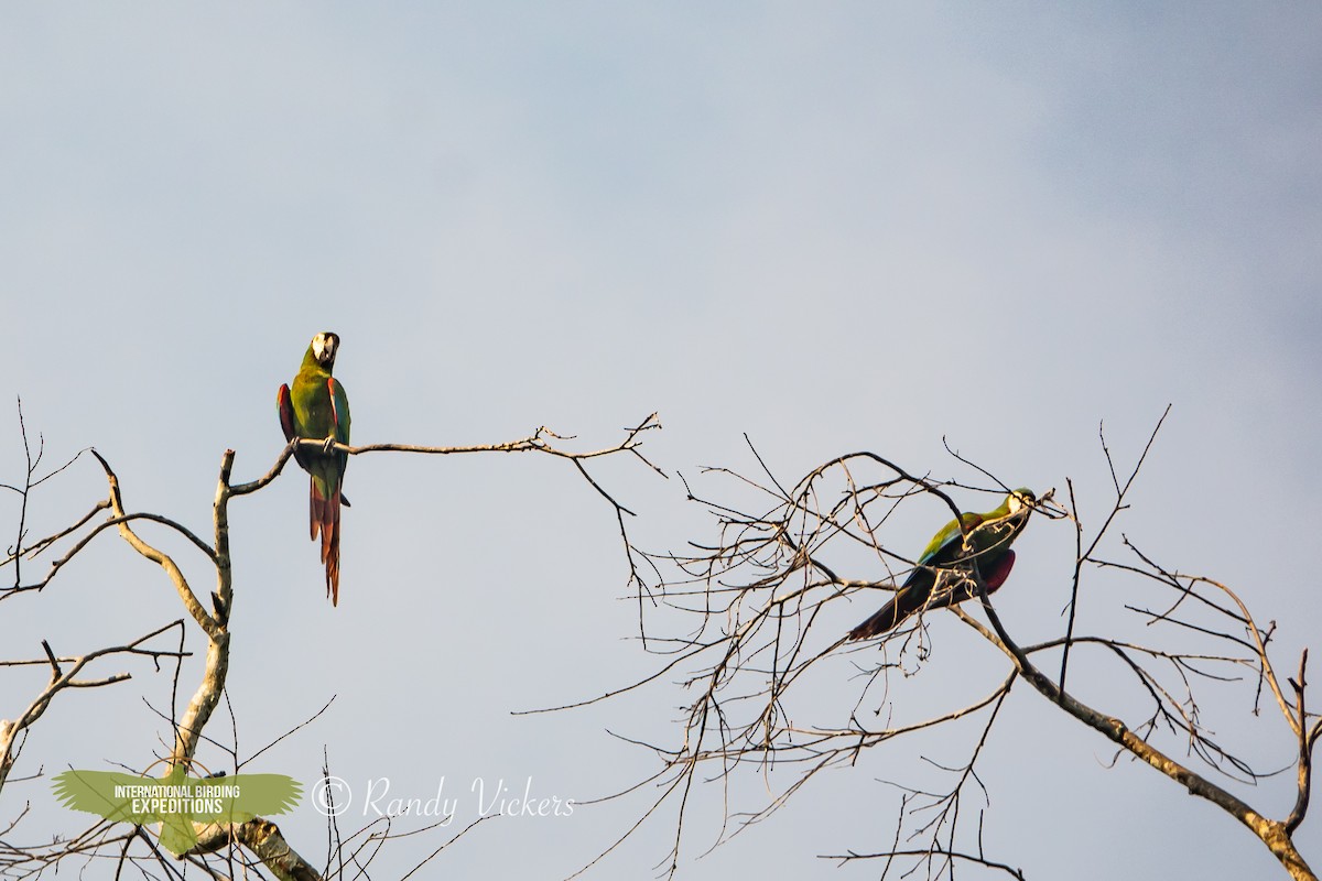 Chestnut-fronted Macaw - ML616770475