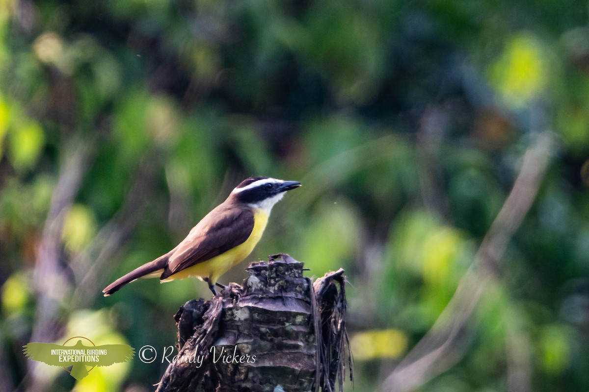 Great Kiskadee - ML616770507