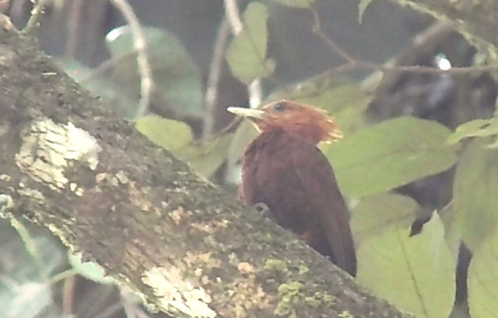 Chestnut-colored Woodpecker - ML616770541