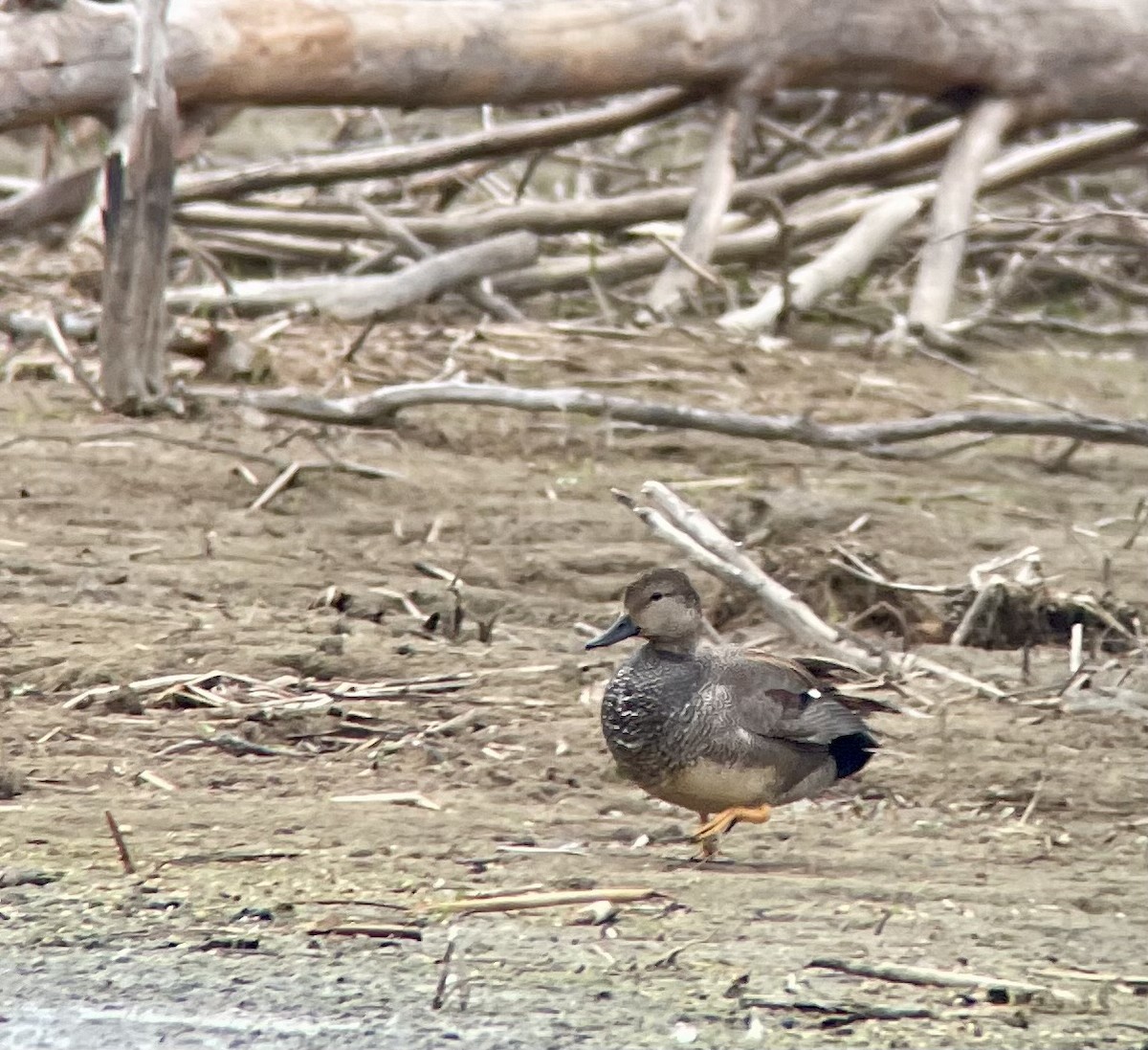 Gadwall - ML616770602