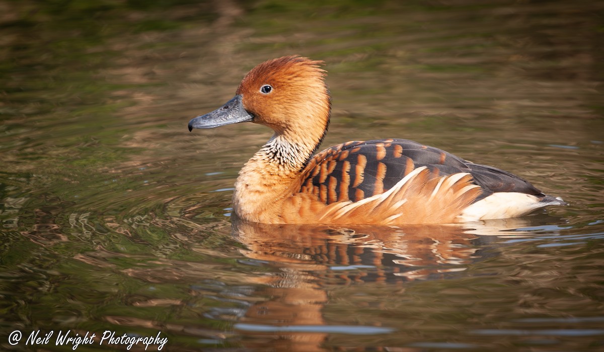 Fulvous Whistling-Duck - ML616770607