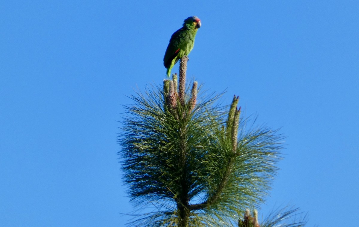 Red-lored Parrot - ML616770637