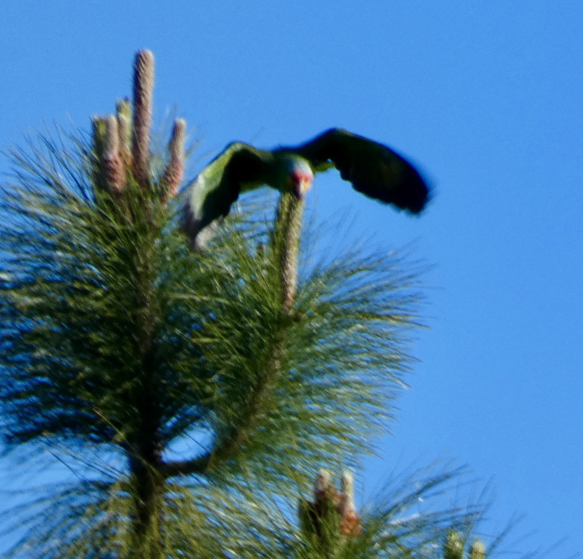 Red-lored Parrot - ML616770650