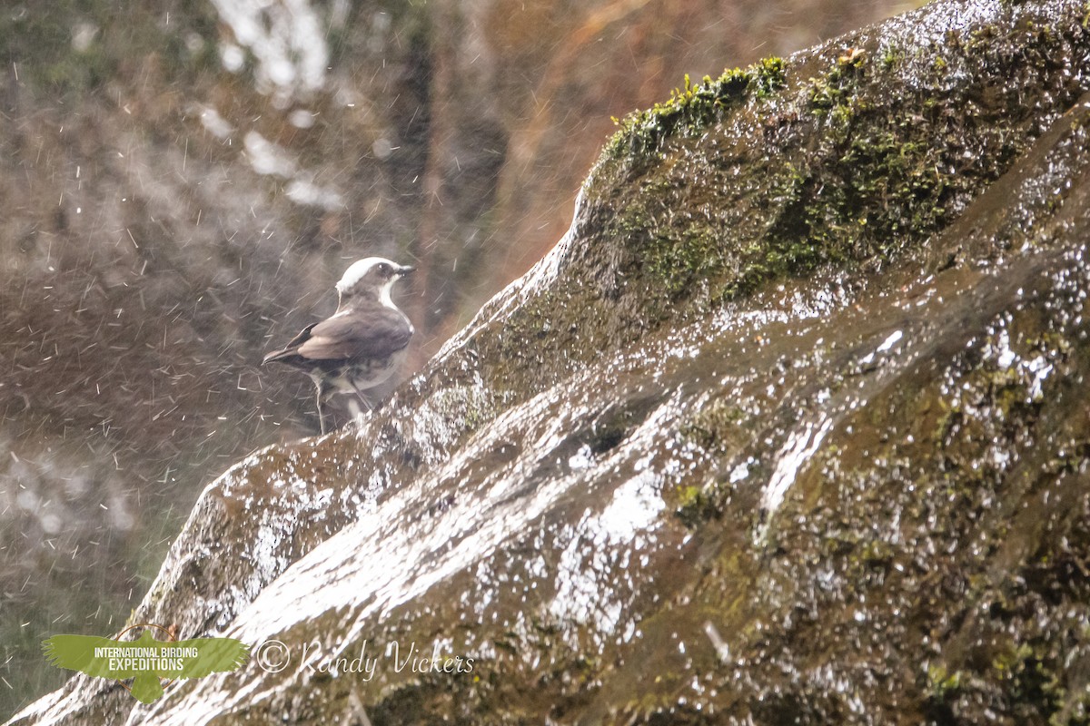 White-capped Dipper - Randy Vickers