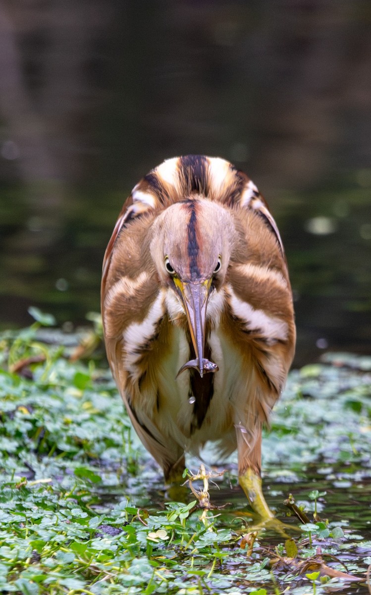 Stripe-backed Bittern - ML616770703