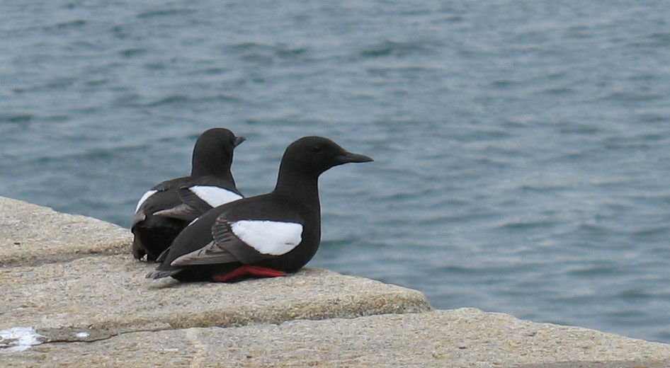 Black Guillemot - ML616770732