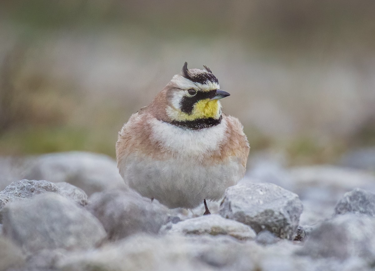 Horned Lark - Leon Dsilva