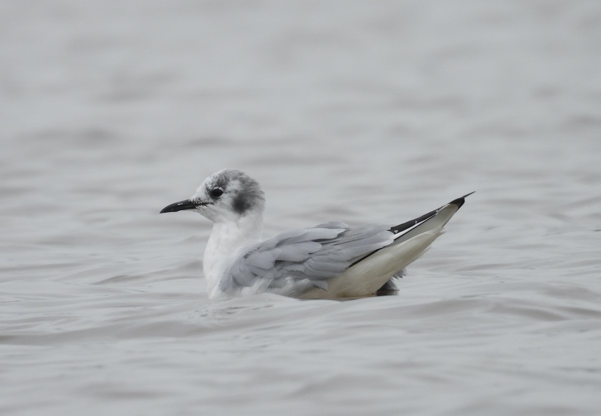 Bonaparte's Gull - ML616770772