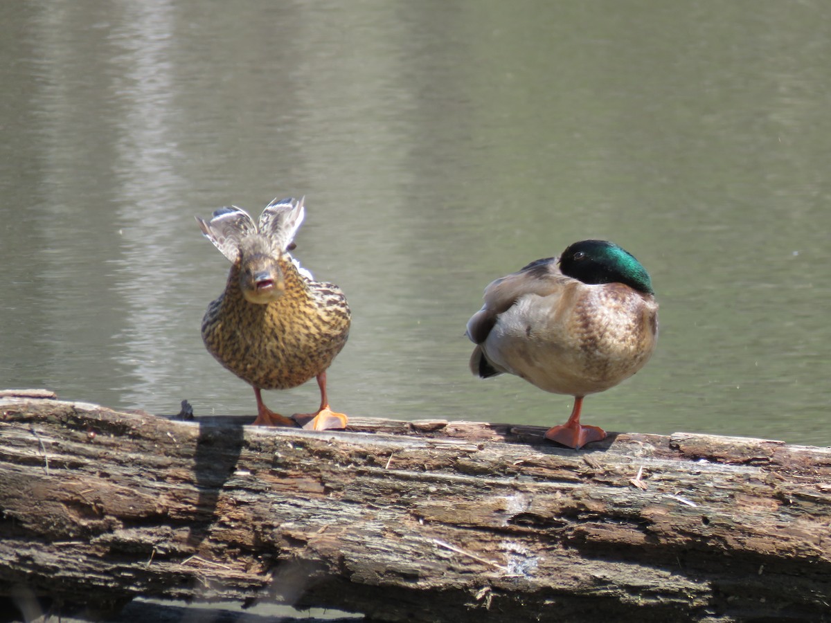 Canard colvert - ML616770794