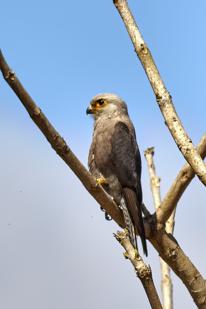 Dickinson's Kestrel - ML616770801