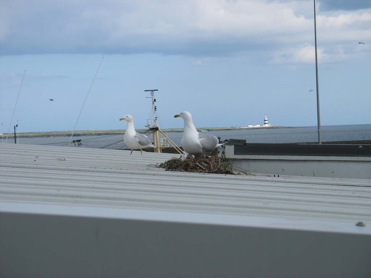 Herring Gull - ML616770814