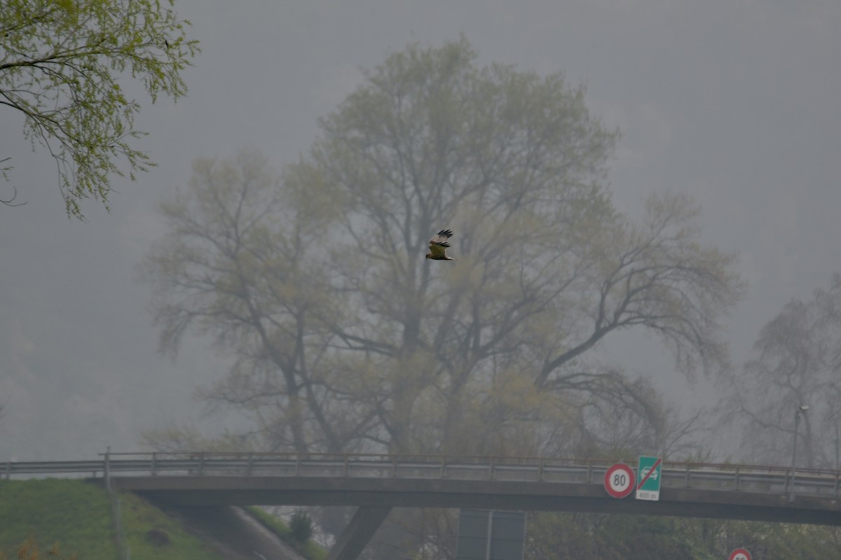 Western Marsh Harrier - ML616770839