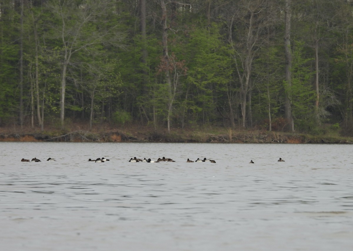 Lesser Scaup - ML616770877