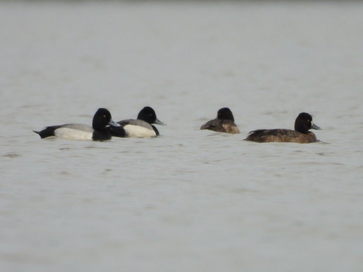 Lesser Scaup - ML616770958
