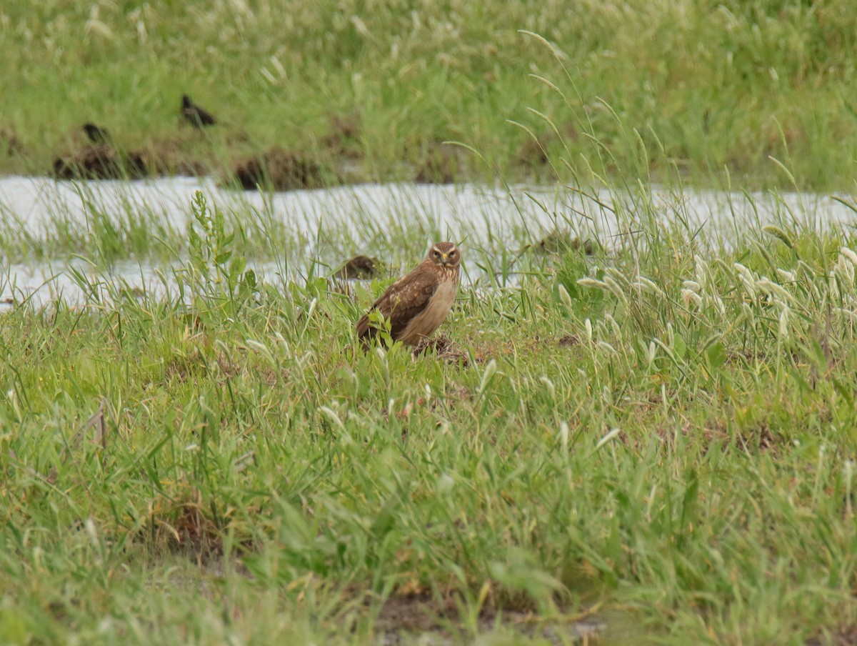 Northern Harrier - ML616770968