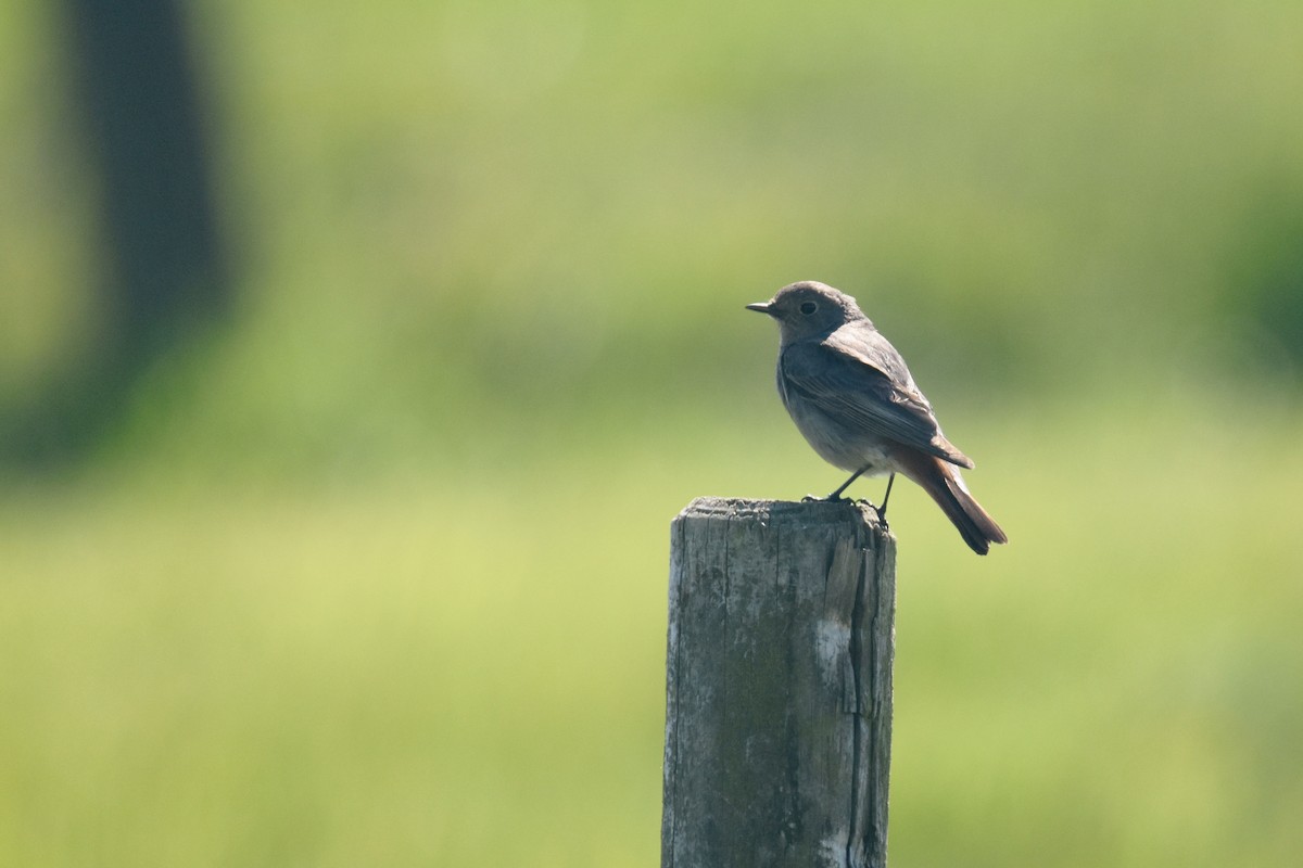 Black Redstart - ML616770981