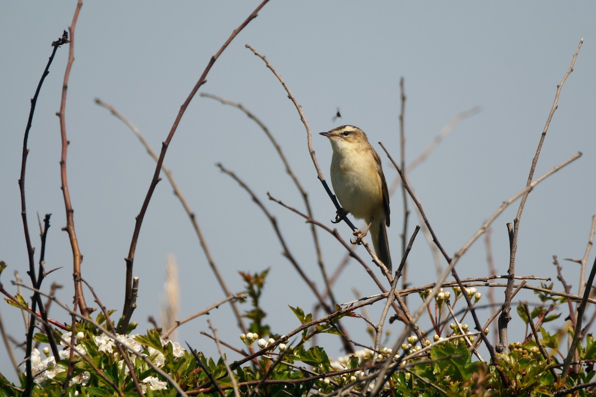 Sedge Warbler - ML616770982