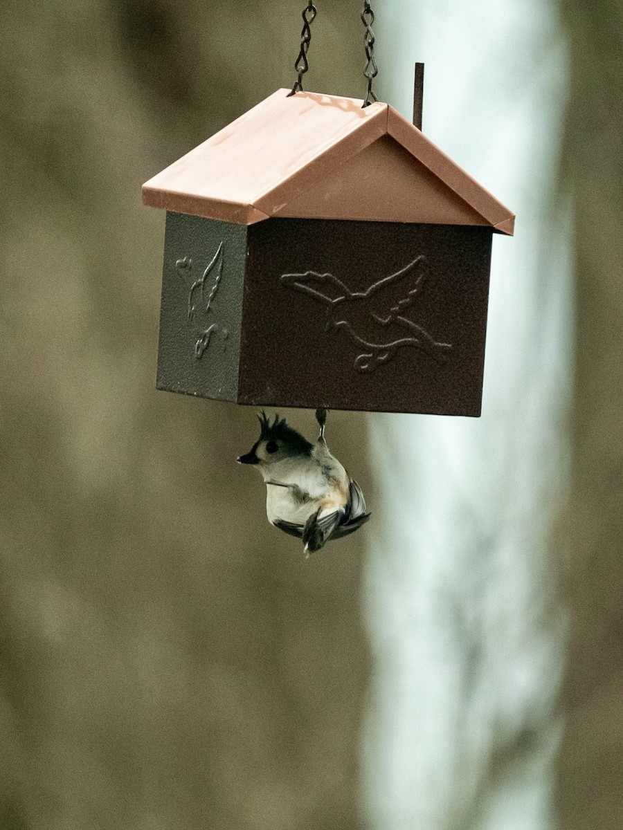 Tufted Titmouse - ML616770987