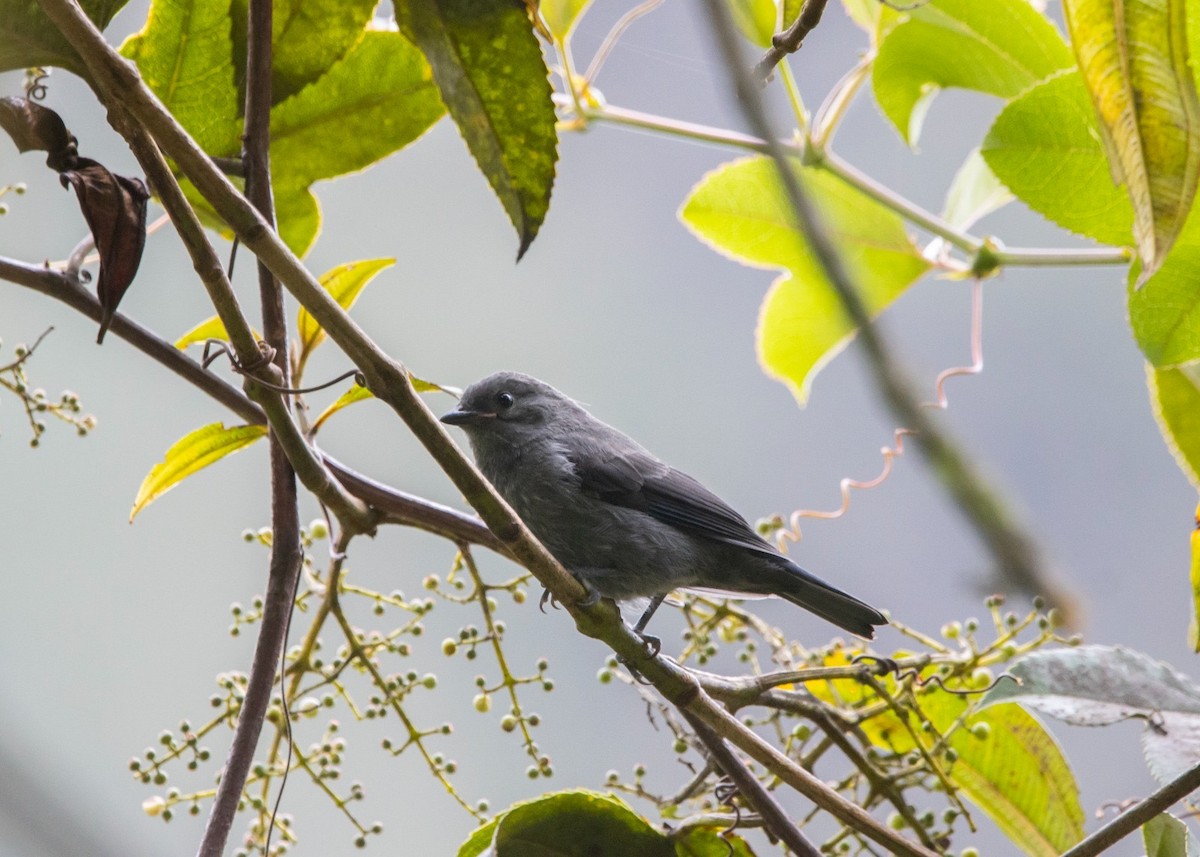 Blue-and-black Tanager (Blue-and-black) - ML616770997