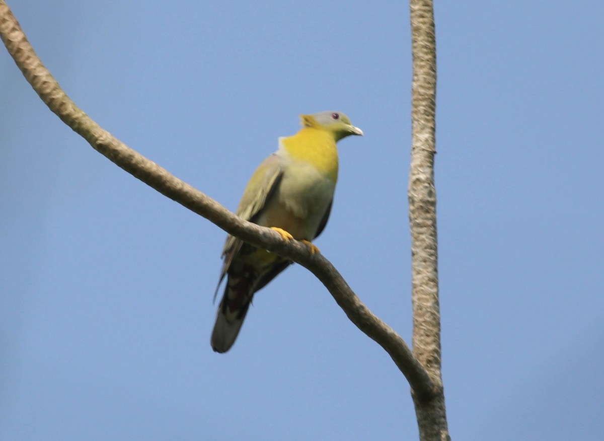 Yellow-footed Green-Pigeon - Samim Akhter