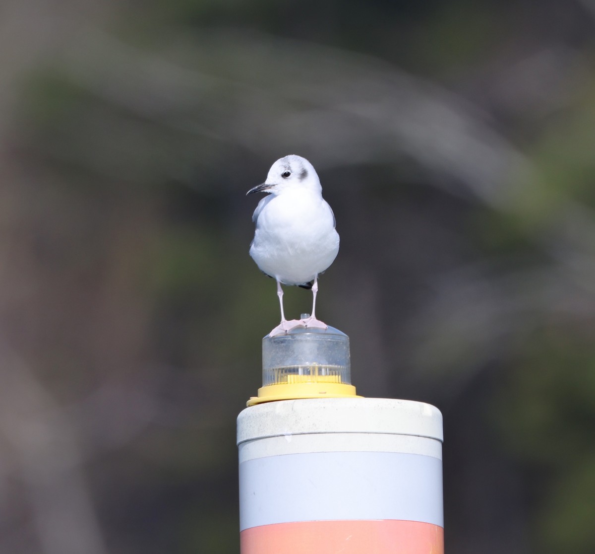 Bonaparte's Gull - ML616771043