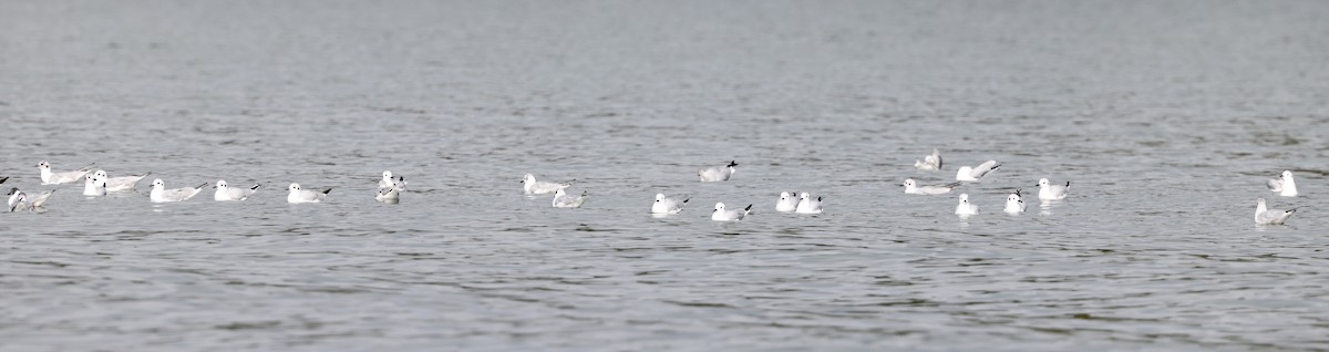 Bonaparte's Gull - ML616771046