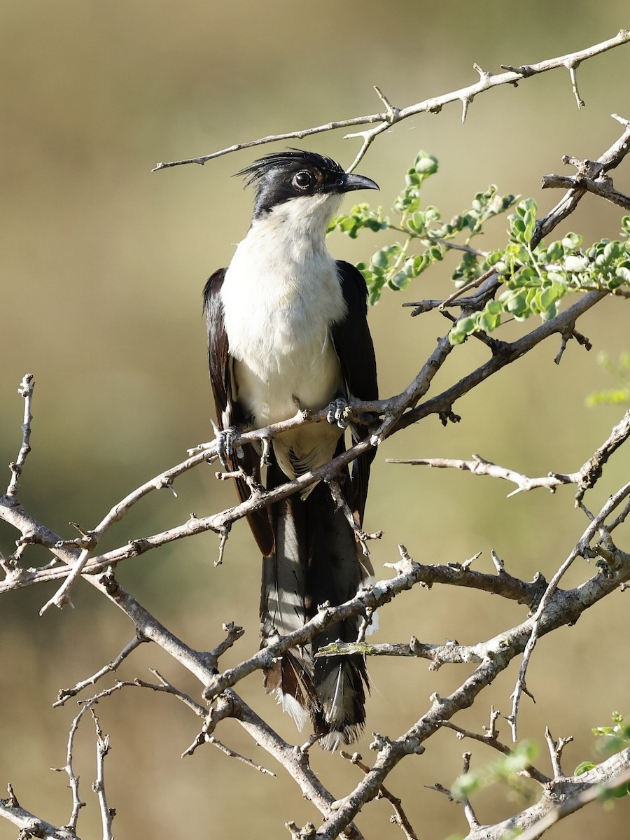 Pied Cuckoo - Jan Hansen