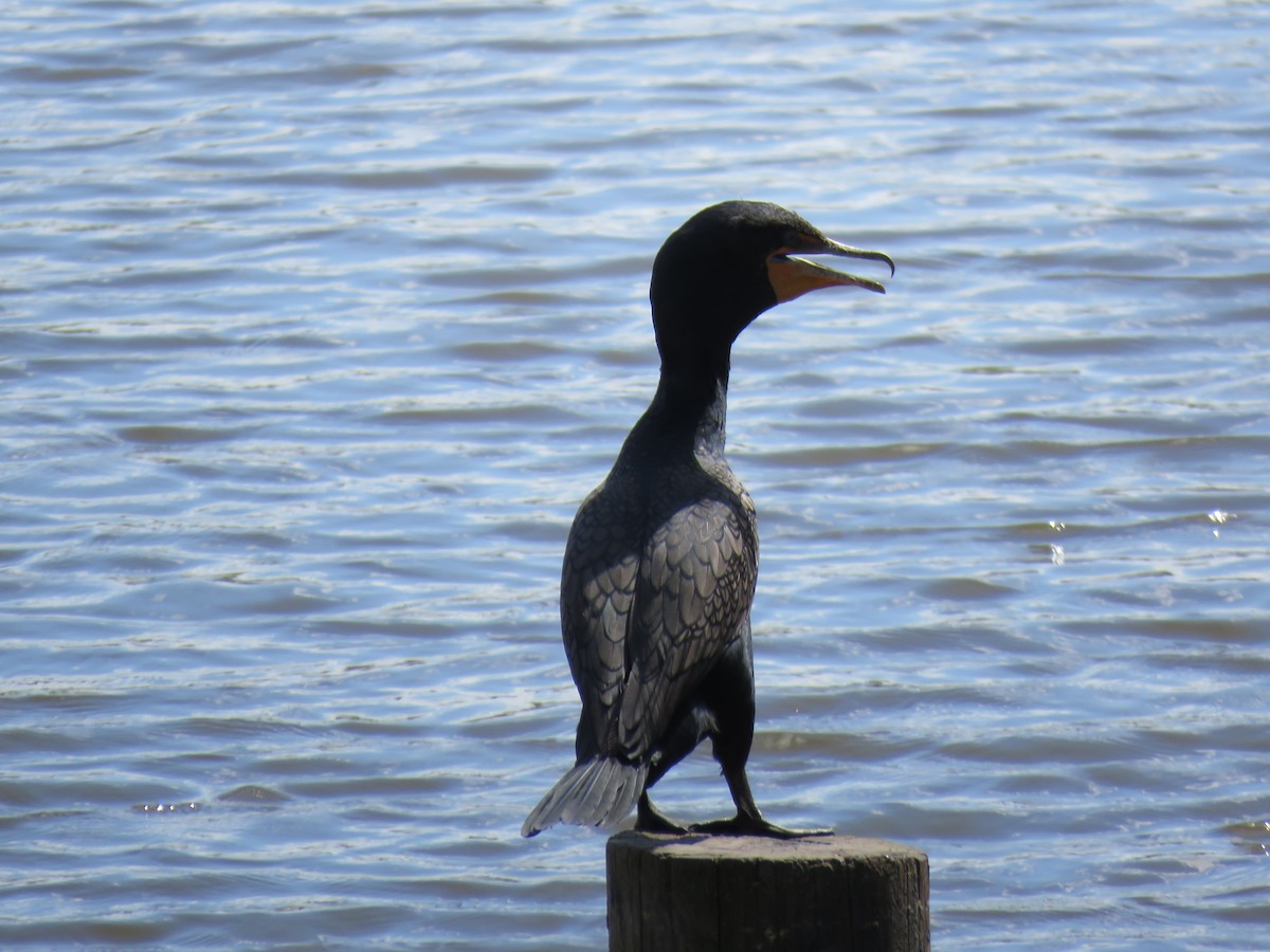 Double-crested Cormorant - ML616771147