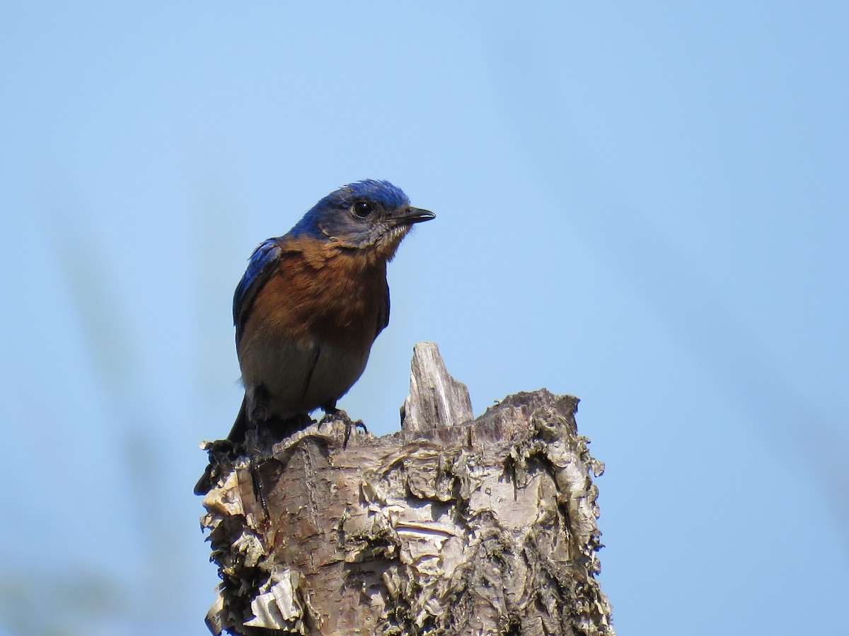 Eastern Bluebird - ML616771182