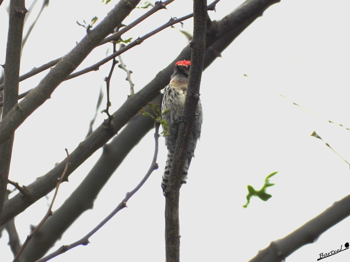 Lesser Spotted Woodpecker - J. Alfonso Diéguez Millán 👀