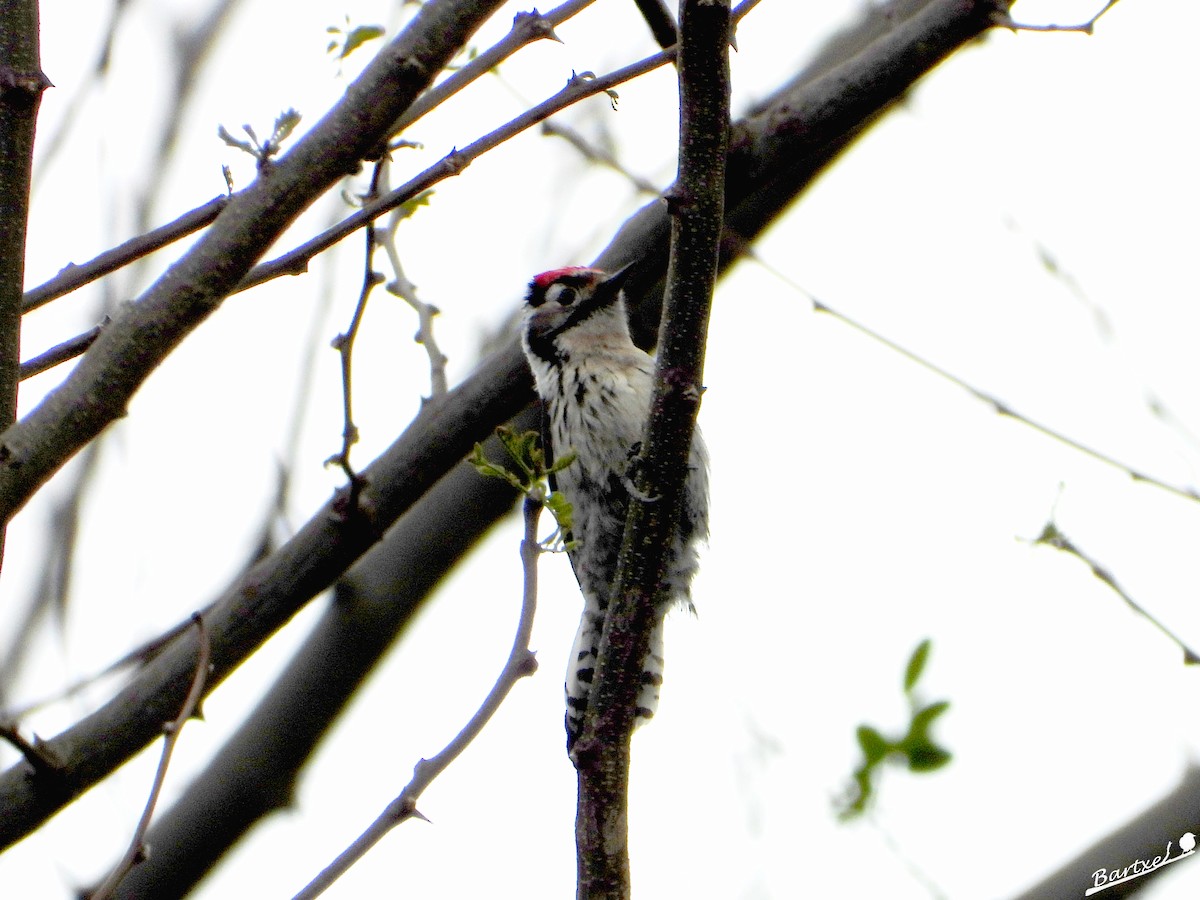 Lesser Spotted Woodpecker - J. Alfonso Diéguez Millán 👀