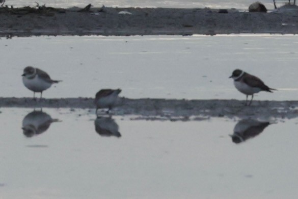 Piping Plover - ML616771220