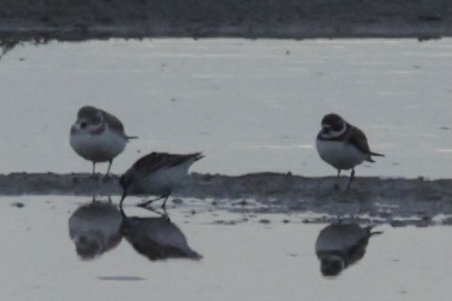 Piping Plover - ML616771230