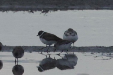 Piping Plover - ML616771237