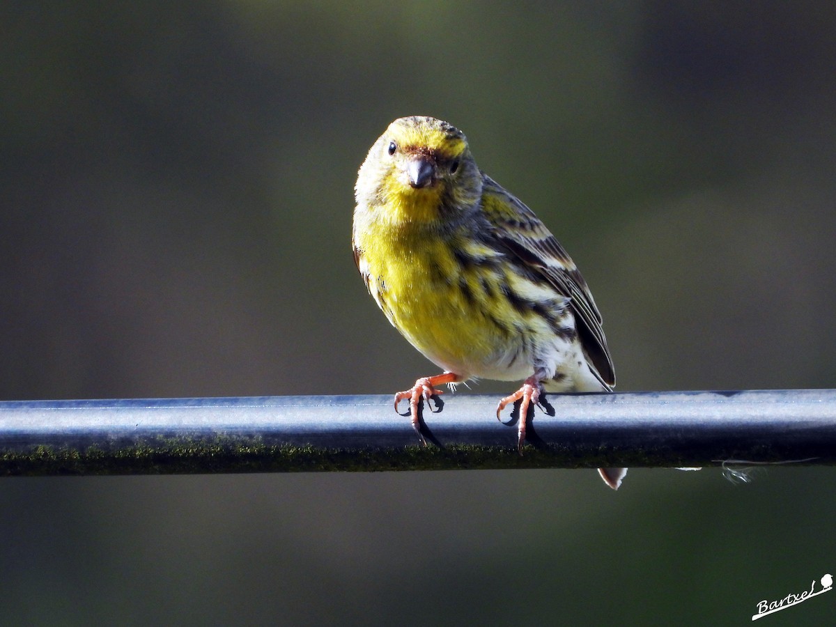 European Serin - ML616771254