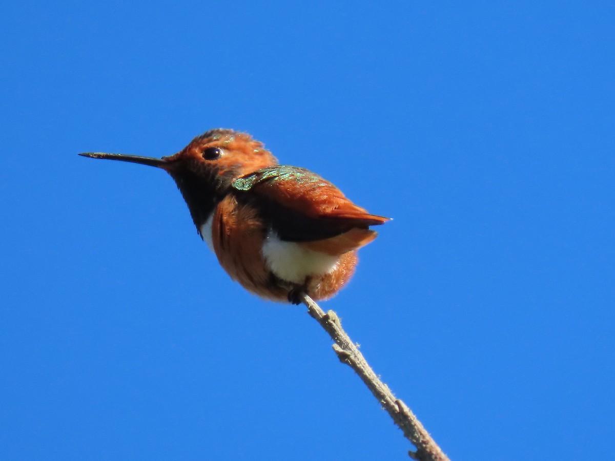 Allen's Hummingbird - ML616771268