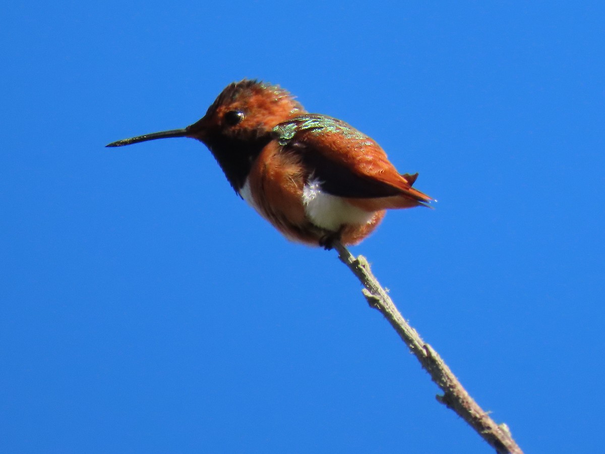 Allen's Hummingbird - ML616771269