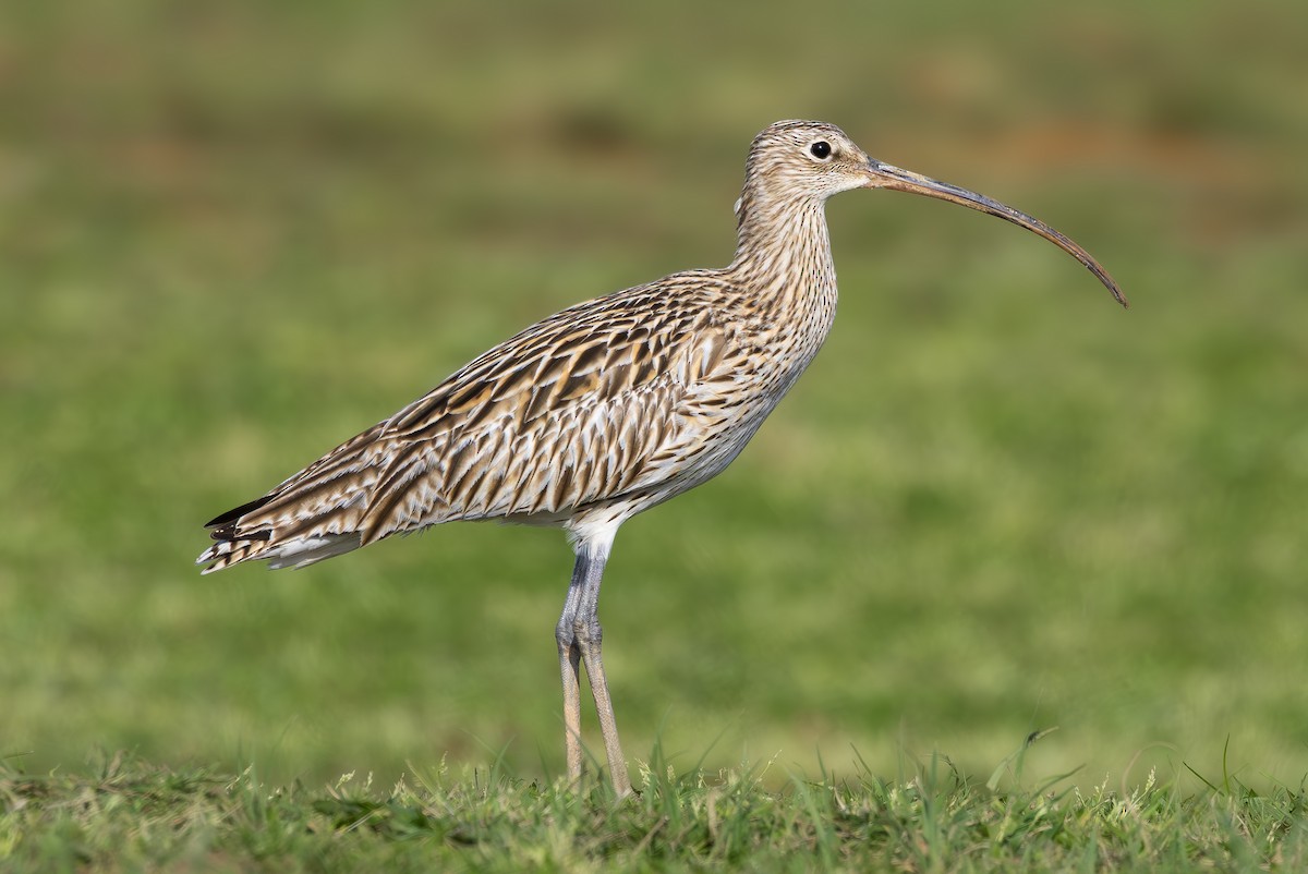 Eurasian Curlew - Alper Yılmaz