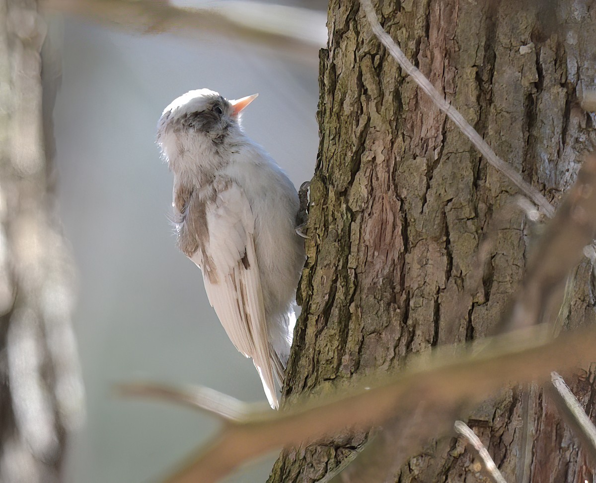 Downy Woodpecker (Eastern) - ML616771409