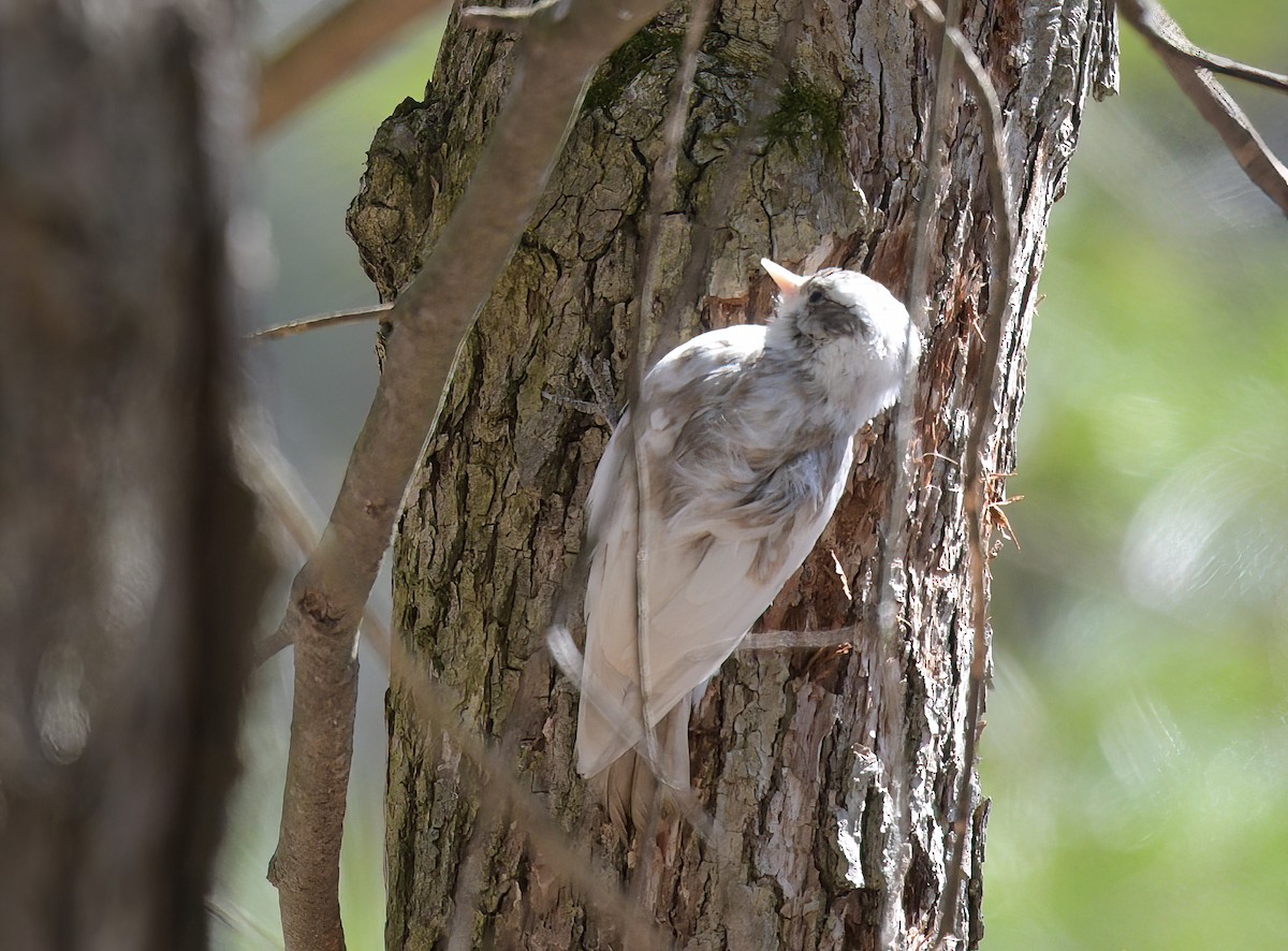 Downy Woodpecker (Eastern) - ML616771412