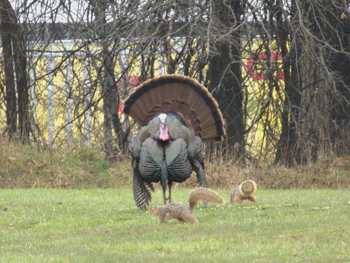 Wild Turkey - ML616771494