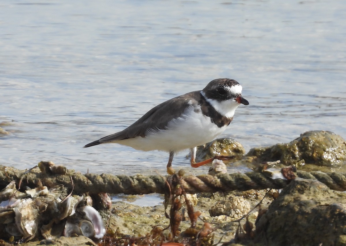 Semipalmated Plover - ML616771500