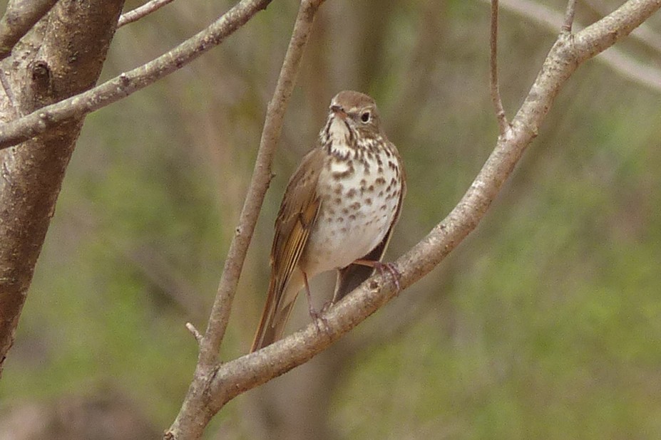 Hermit Thrush - ML616771501