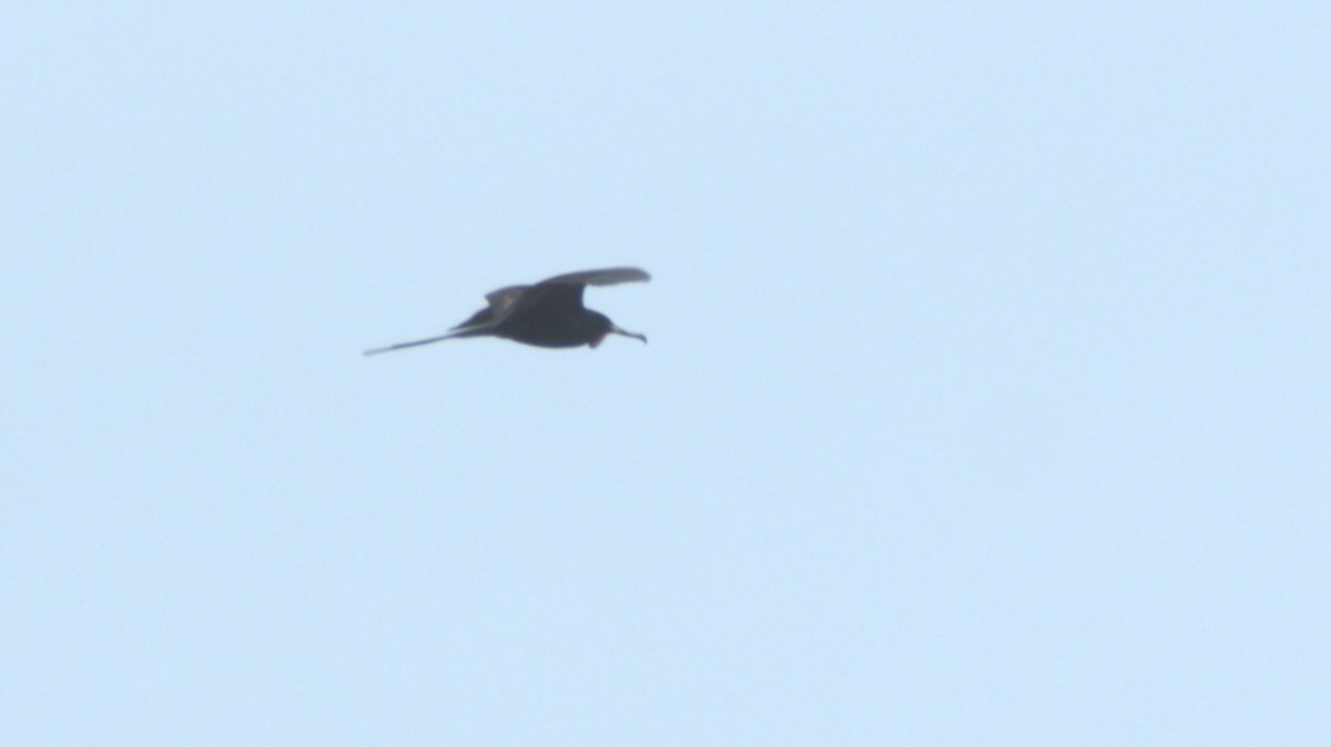 Magnificent Frigatebird - josh Ketry